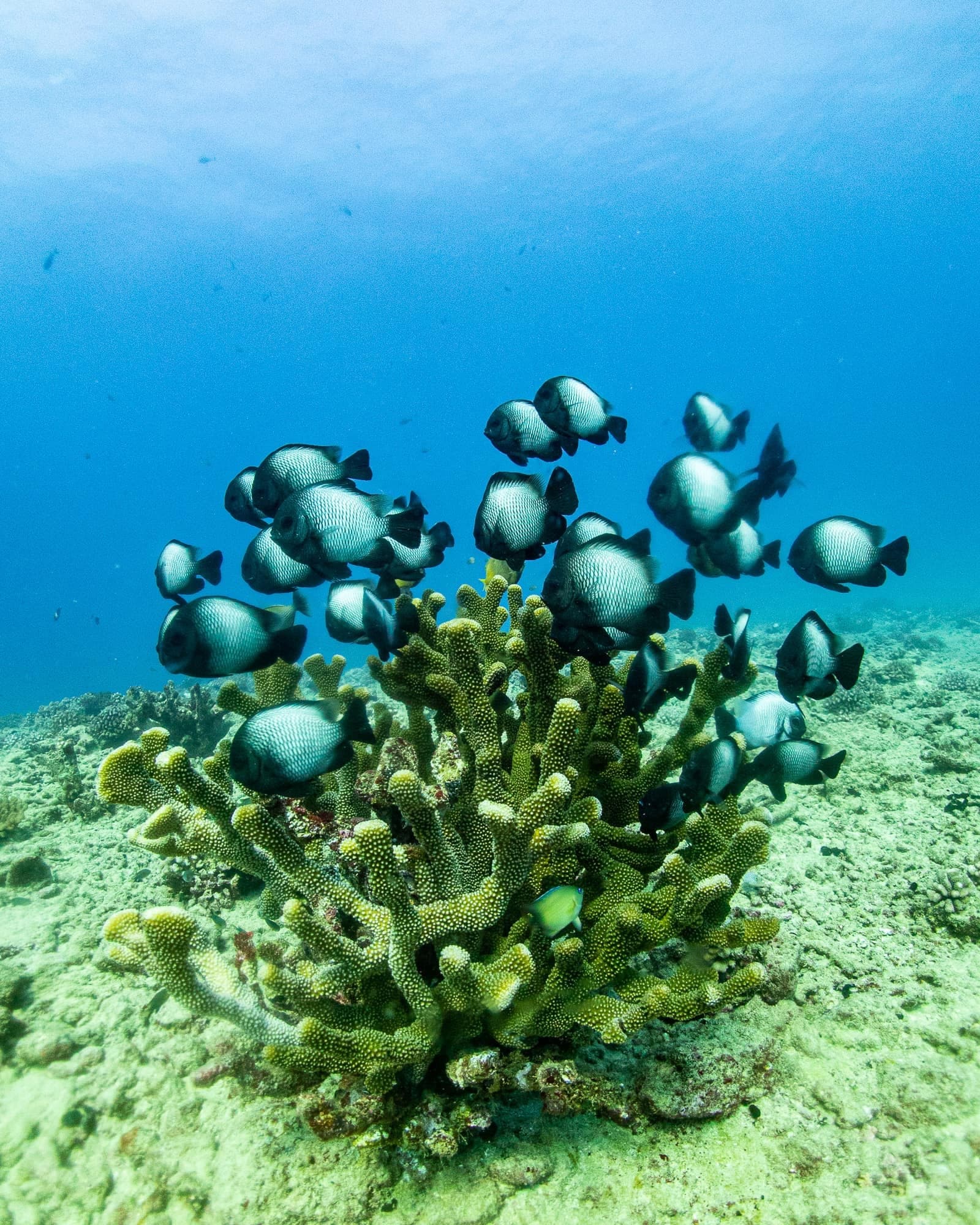 1-Tank Discover SCUBA - Koloa Landing