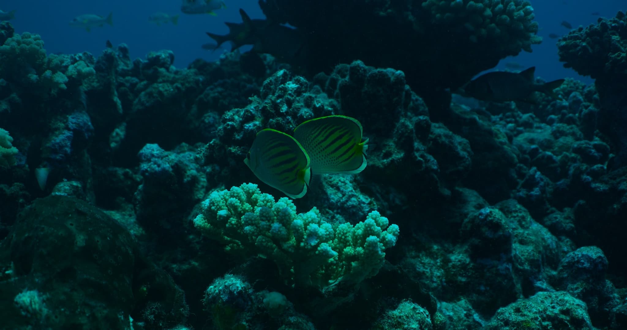 Hanauma Bay Snorkeling Tours / Lessons