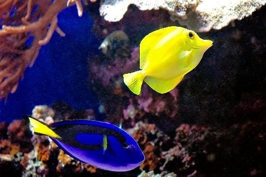 South Maui Turtle Reef Discovery