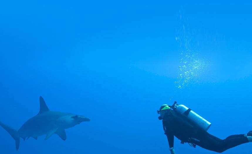 Dive Hammerhead