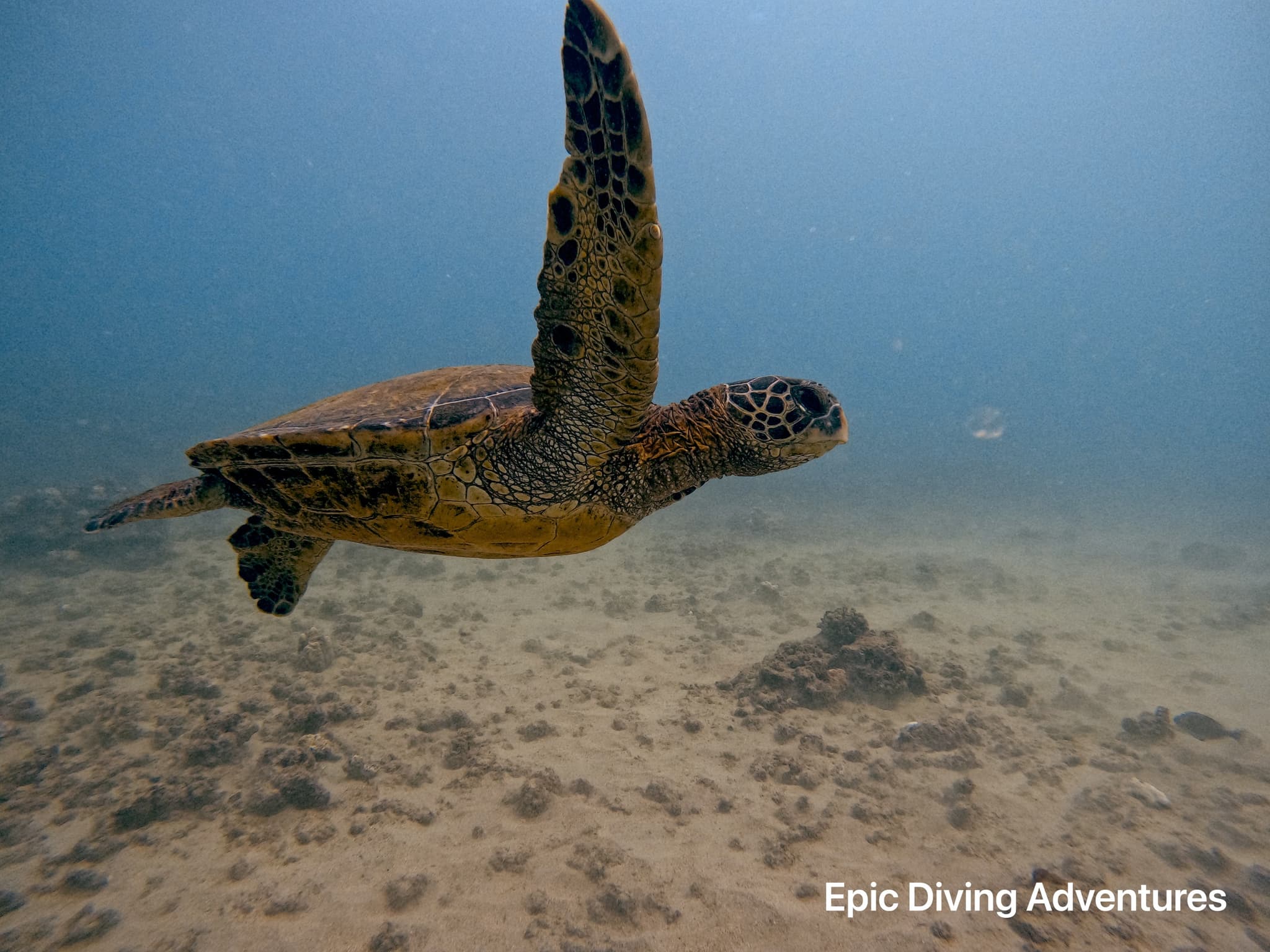Snorkel with the Hawaiian Honu