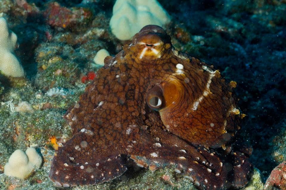 Diving Certification