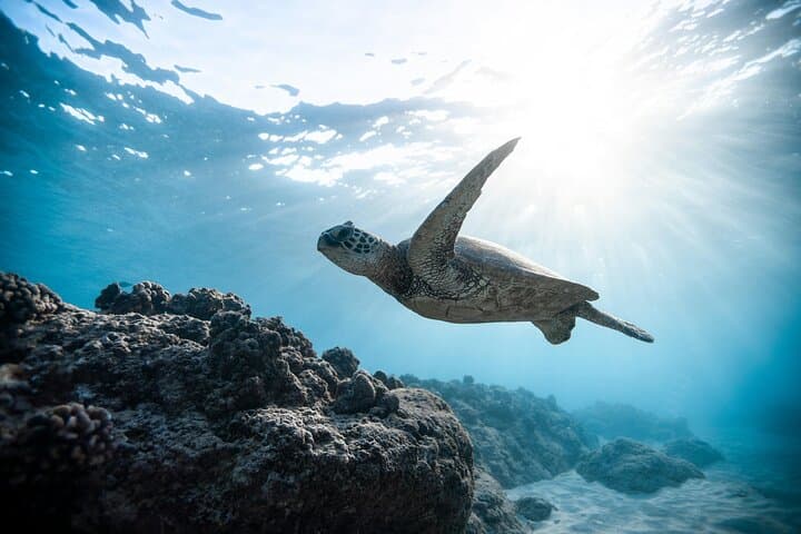 Wailea Wildlife Experience: Snorkel With Sea Turtles