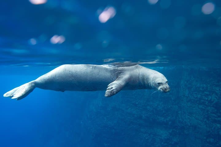 The Niʻihau & Nāpali Snorkel Expedition