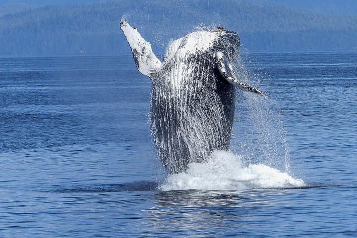 Dolphin and Whale Watch in Kona