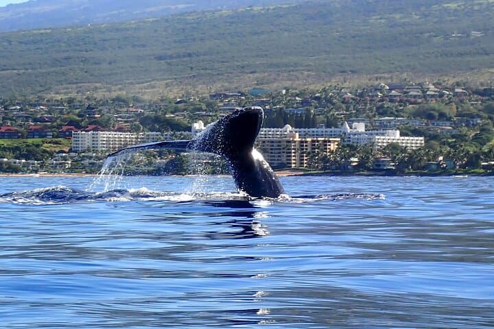 Kayak Whale Watch & Turtle Town Snorkel - Free Photos Included