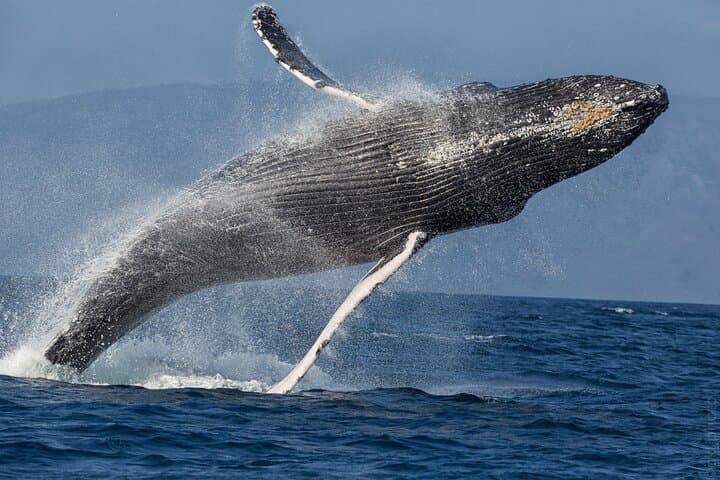 Lahaina Maui Afternoon Whale Watch Sail in Humpback Sanctuary