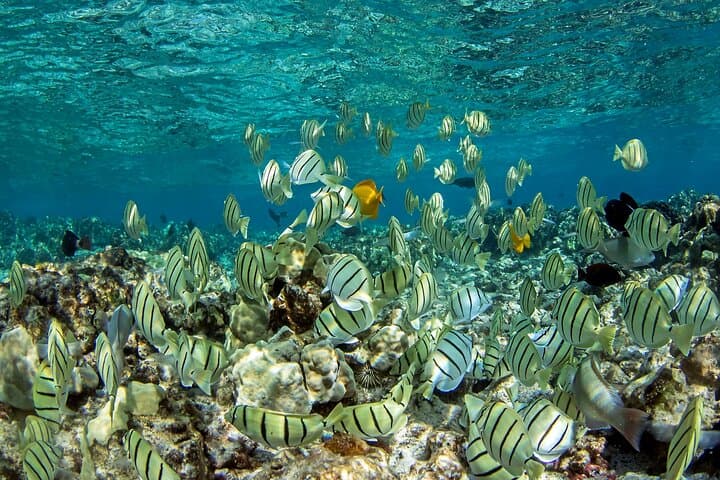 Private Kealakekua Bay Captain Cook Snorkeling