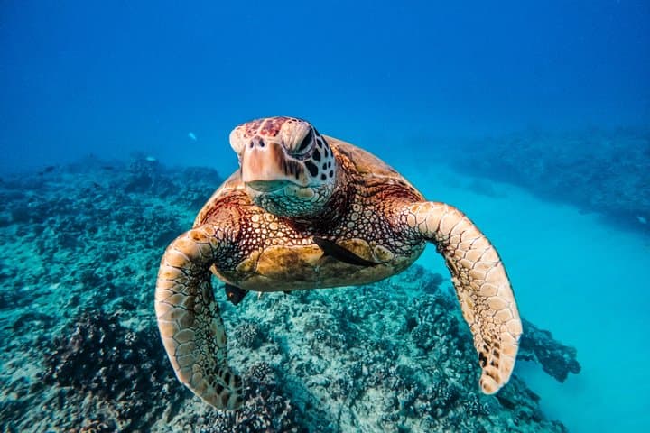 Turtle Canyon Snorkel Semi-Private Adventure Boat