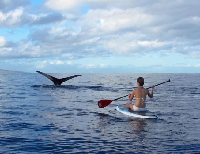 Paddleboard - Private “Whale” of a Whale Watch
