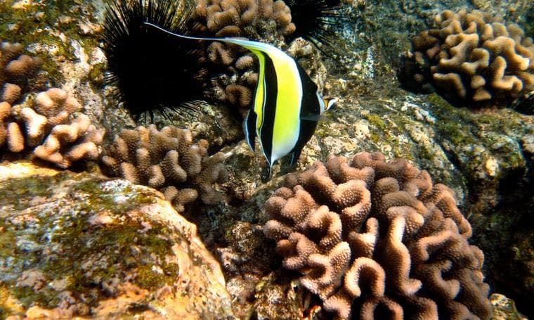 Deluxe Morning Adventure