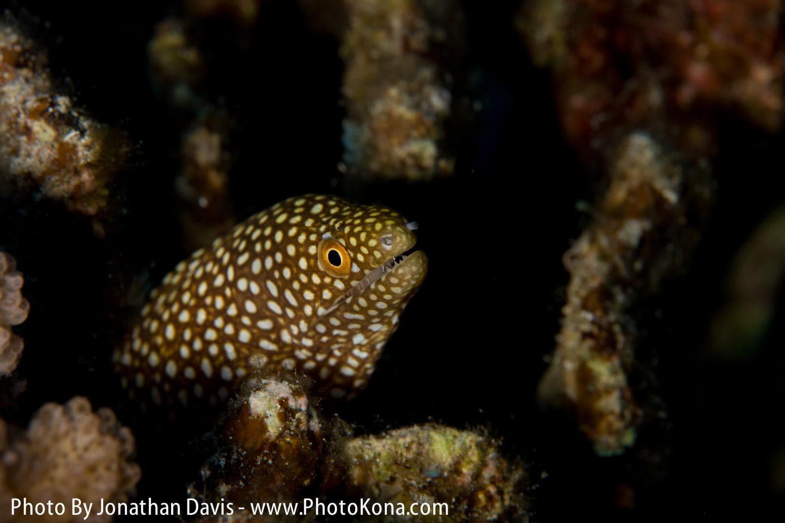 One Tank Night Reef Dive
