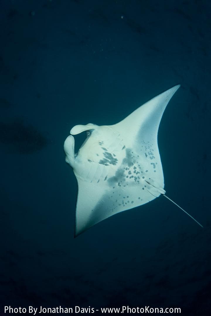 Manta Ray Night Charter
