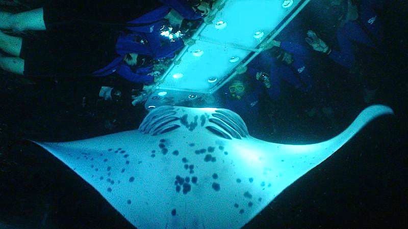 Manta Ray Night Snorkel
