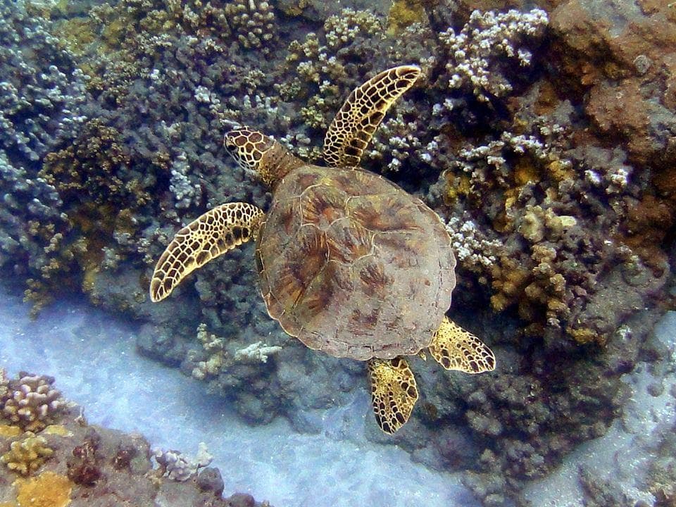 Kayak and Snorkel West Maui at Olowalu (3.5 hrs)