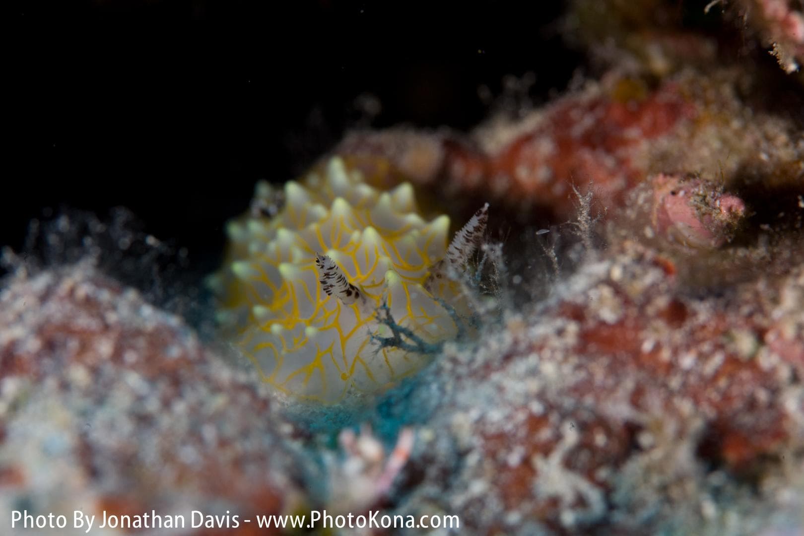 Advanced Local Two Tank Morning Charter