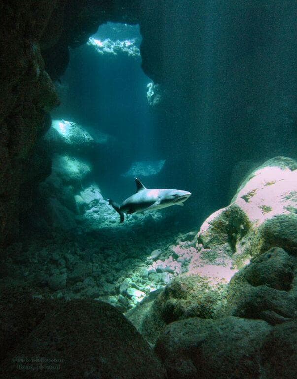 Advanced Local Two Tank Morning Charter