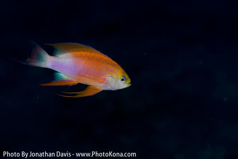 One Tank Night Reef Dive