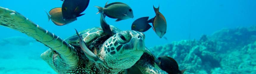 Morning Dolphin Watch & Snorkel Cruise with Lunch and Drinks