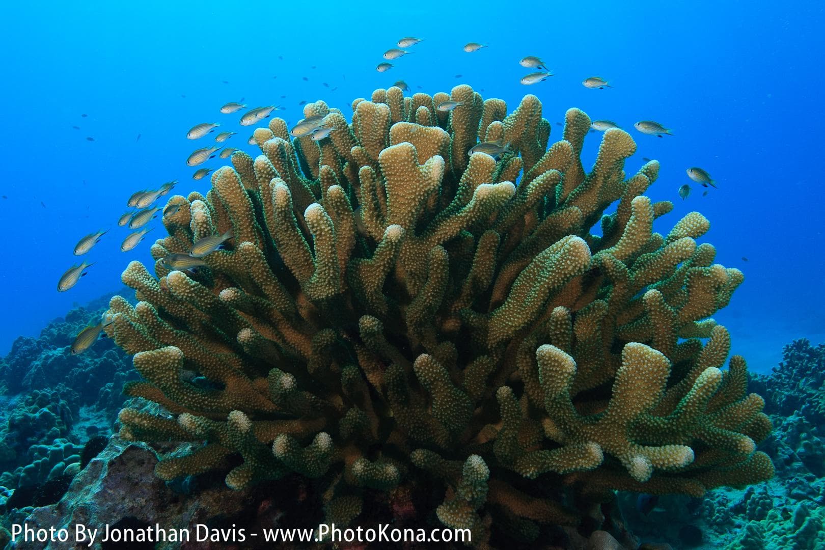 Local Two Tank Morning Charter