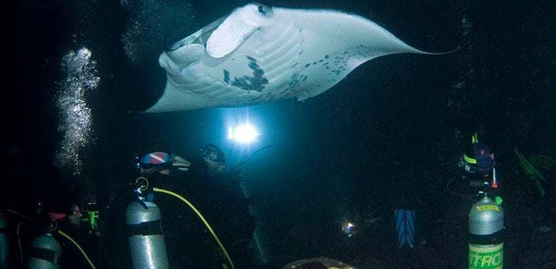 Afternoon Reef & Manta Snorkel/2-Tank Scuba Adventure