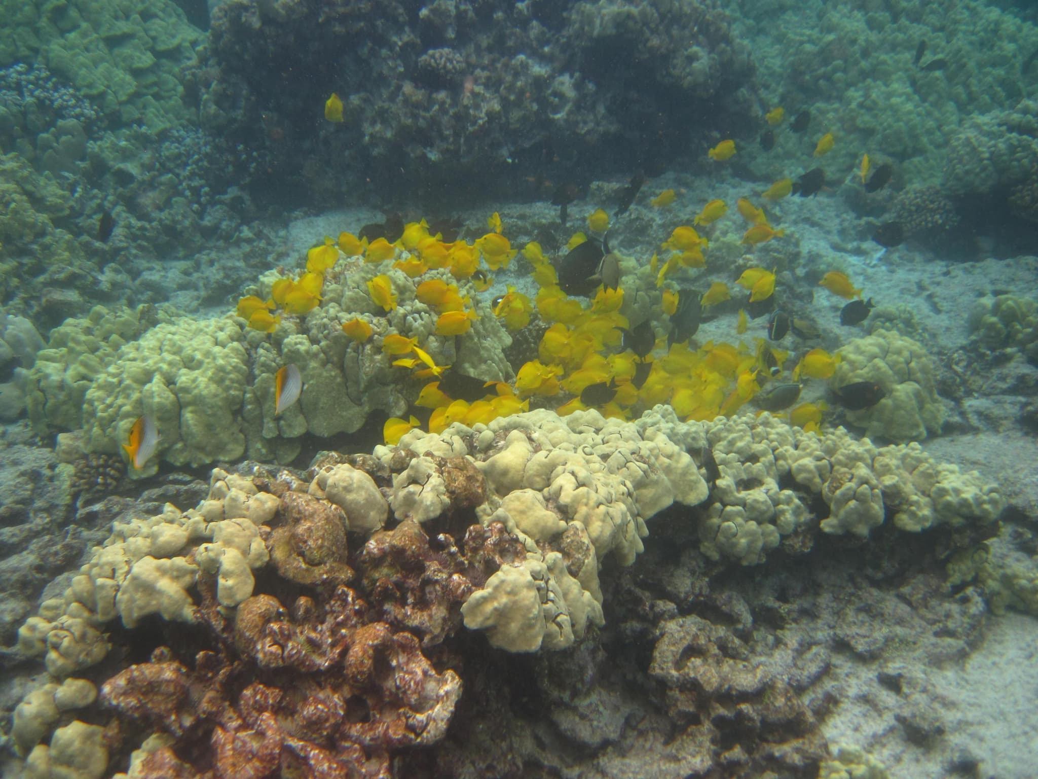 Deluxe Kona Snorkel Adventure (2 snorkel spots)