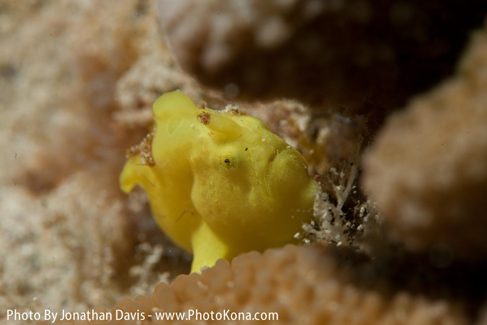 Local Two Tank Morning Charter