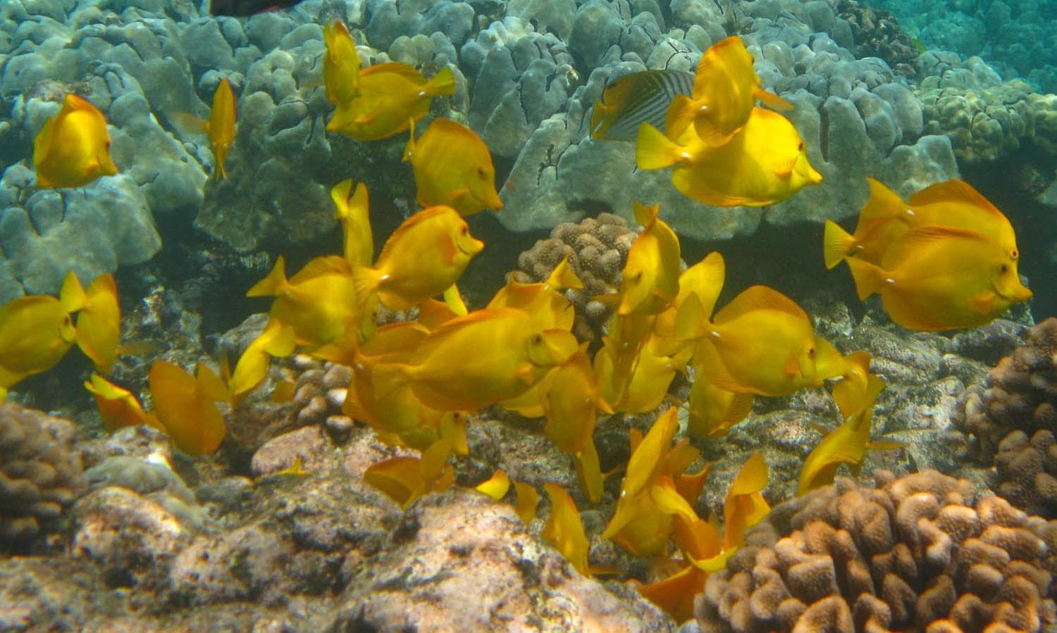 Deluxe Morning Adventure