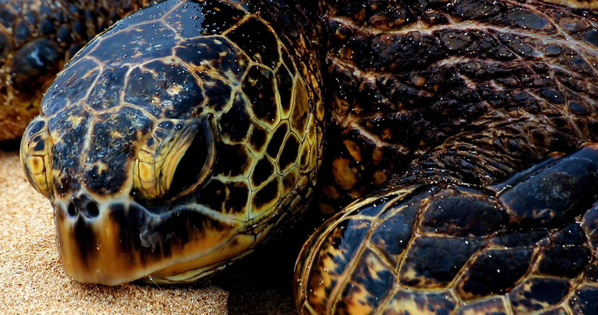 Complete Island Adventure with Waterfall