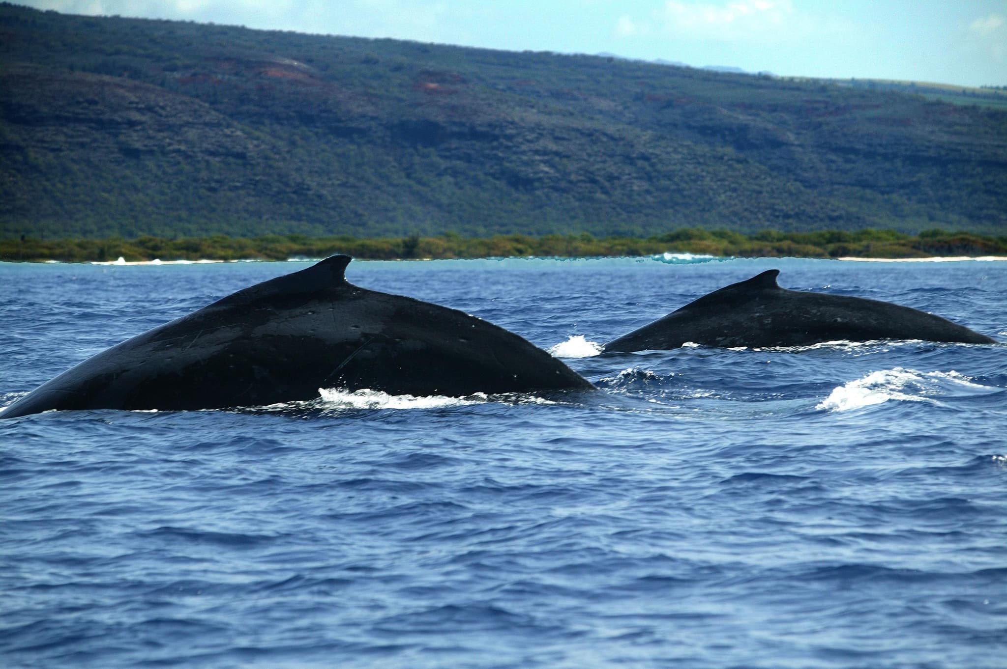 Whale Watching Excursion