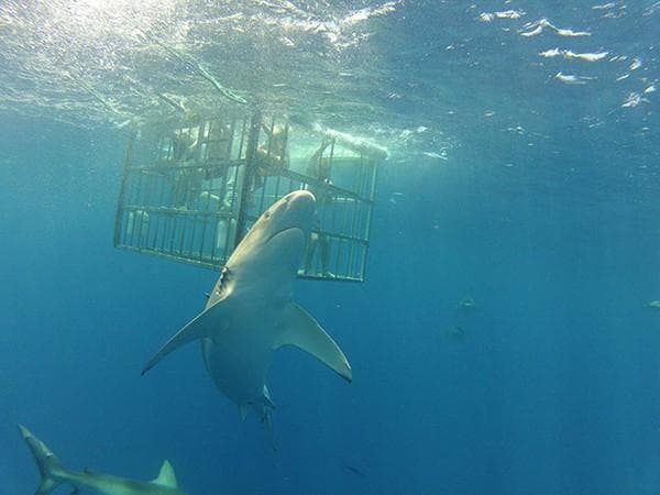Shark Dive