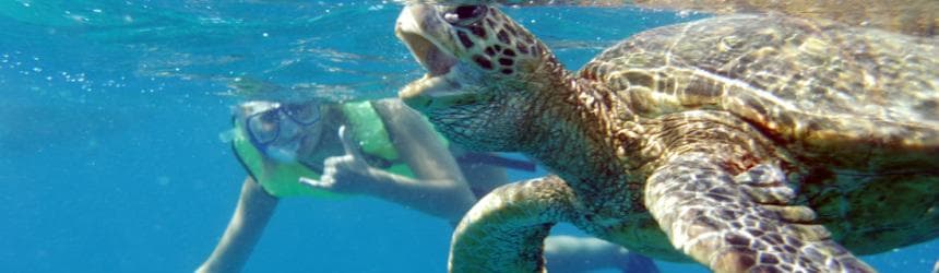 Afternoon Dolphin Watch & Snorkel Cruise with Lunch and Drinks