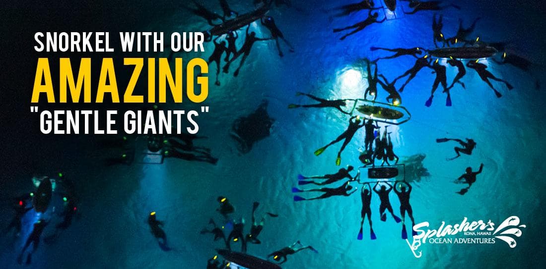 Night Manta Ray Snorkeling Tour