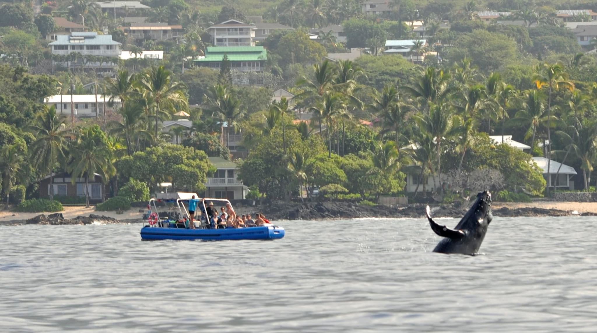 Whale and Dolphin Watch