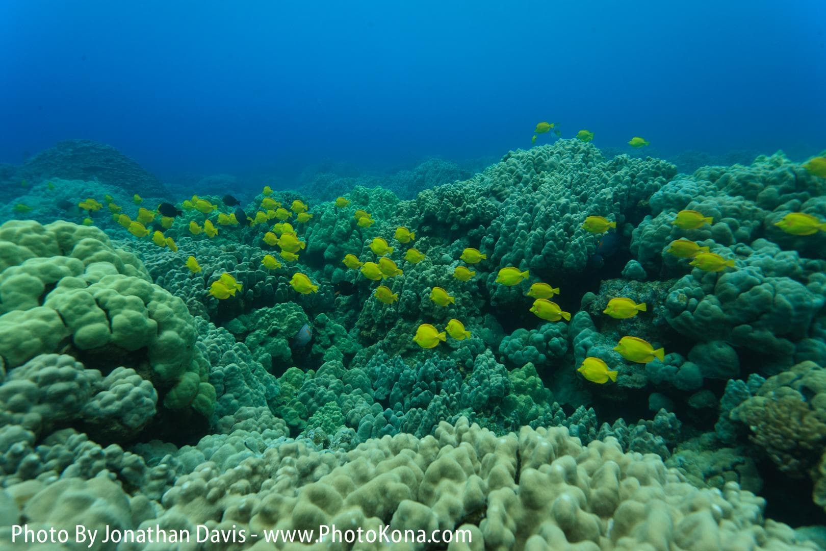 Twilight & Manta Ray Two Tank Dive