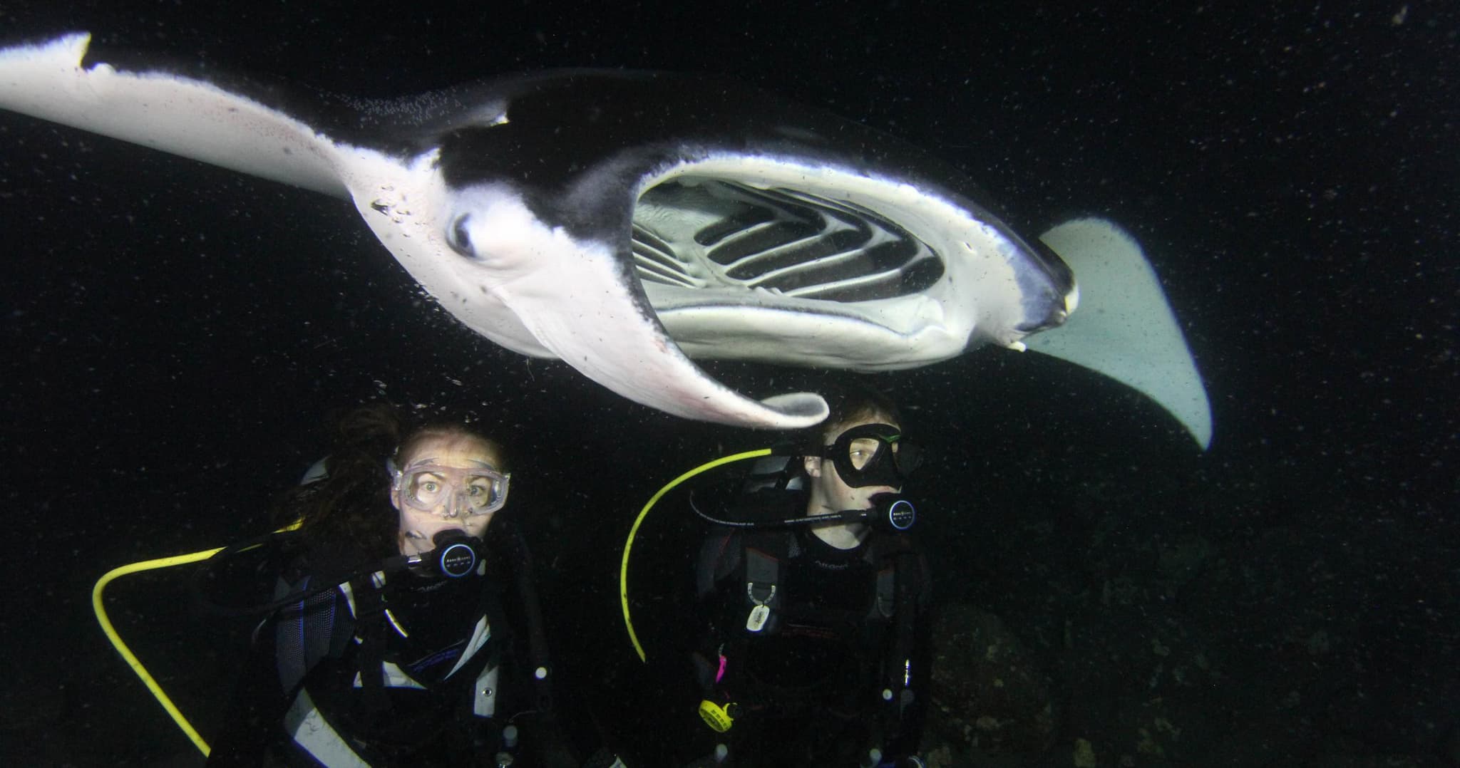 Majestic Manta Rays Snorkel/ 1-Tank Scuba Dive Adventure