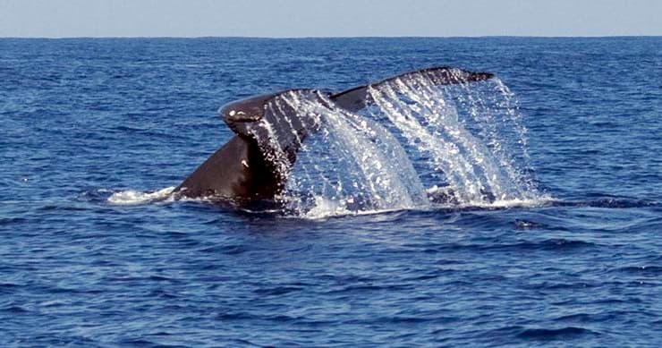 Whale Watch Adventure