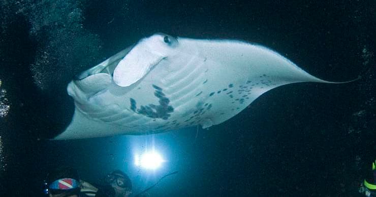 Majestic Manta Rays Snorkel/ 1-Tank Scuba Dive Adventure