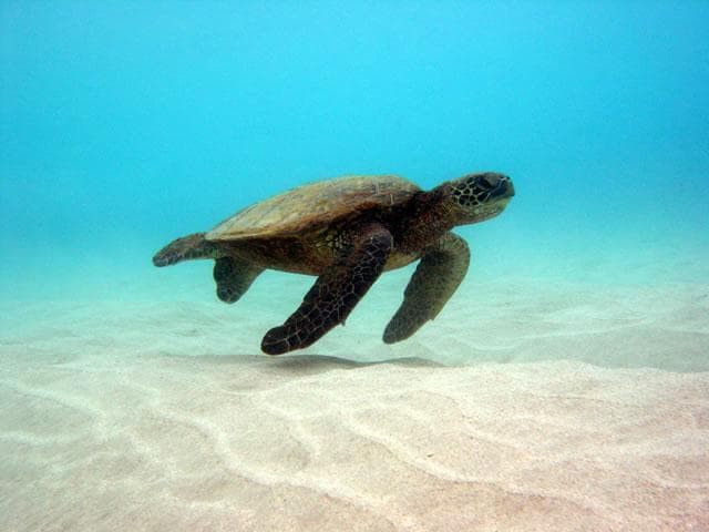 Keahou Bay Sea Cave Tour