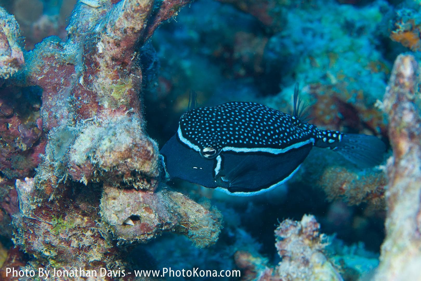 Advanced Local Two Tank Morning Charter