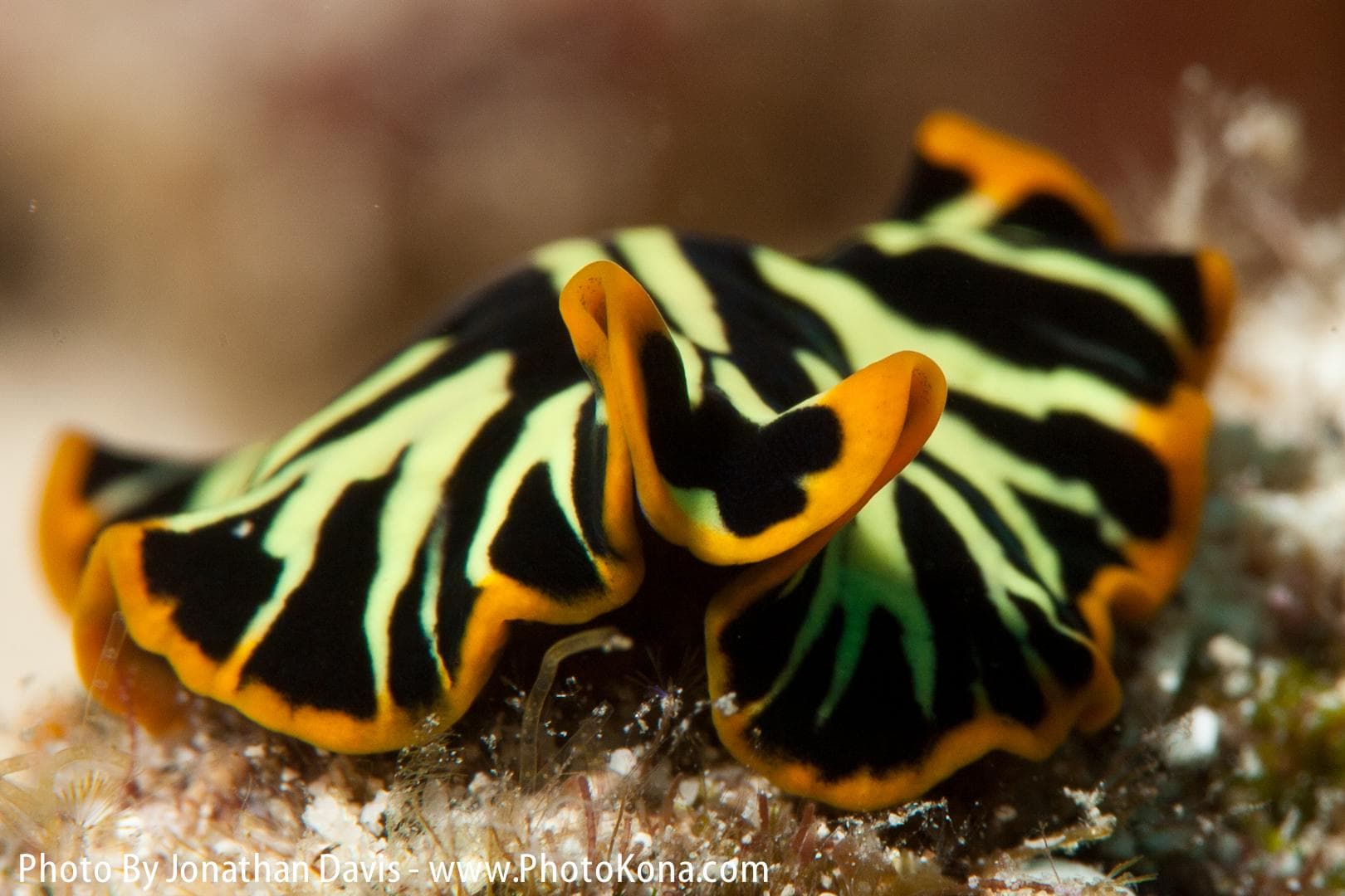 Local Two Tank Morning Charter