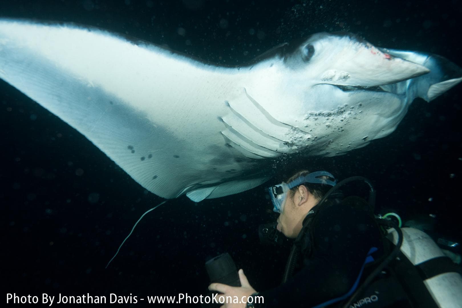 Manta Ray Night Charter