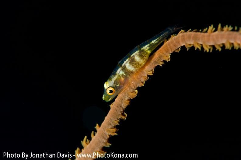 One Tank Night Reef Dive