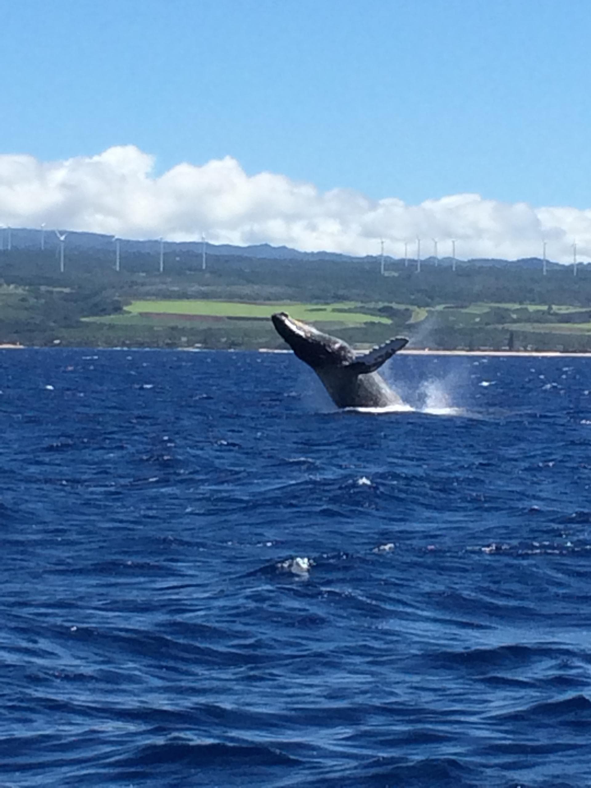 Early Bird Whale Watch