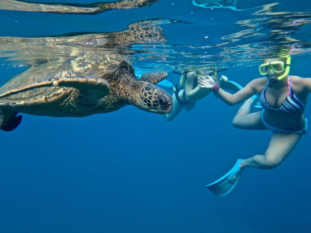 SUP "Turtle Town" Snorkel