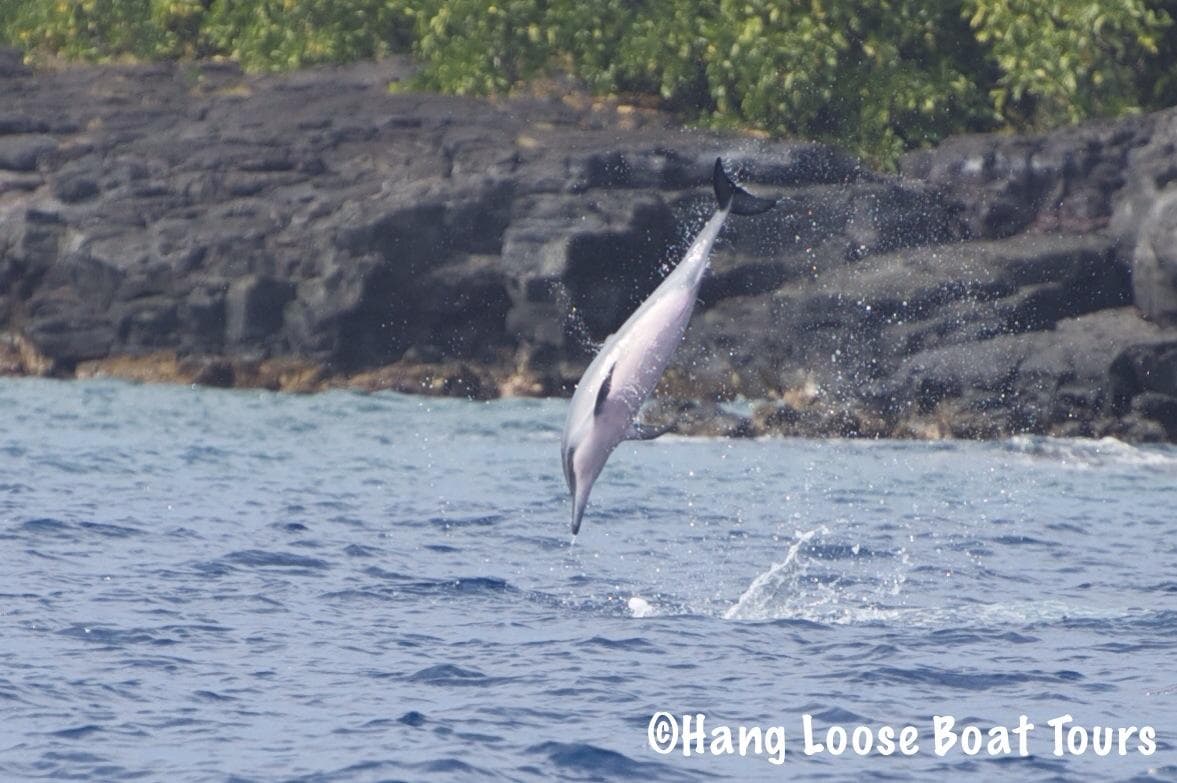Capt. Cook /Kealakekua Bay Marine Adventure