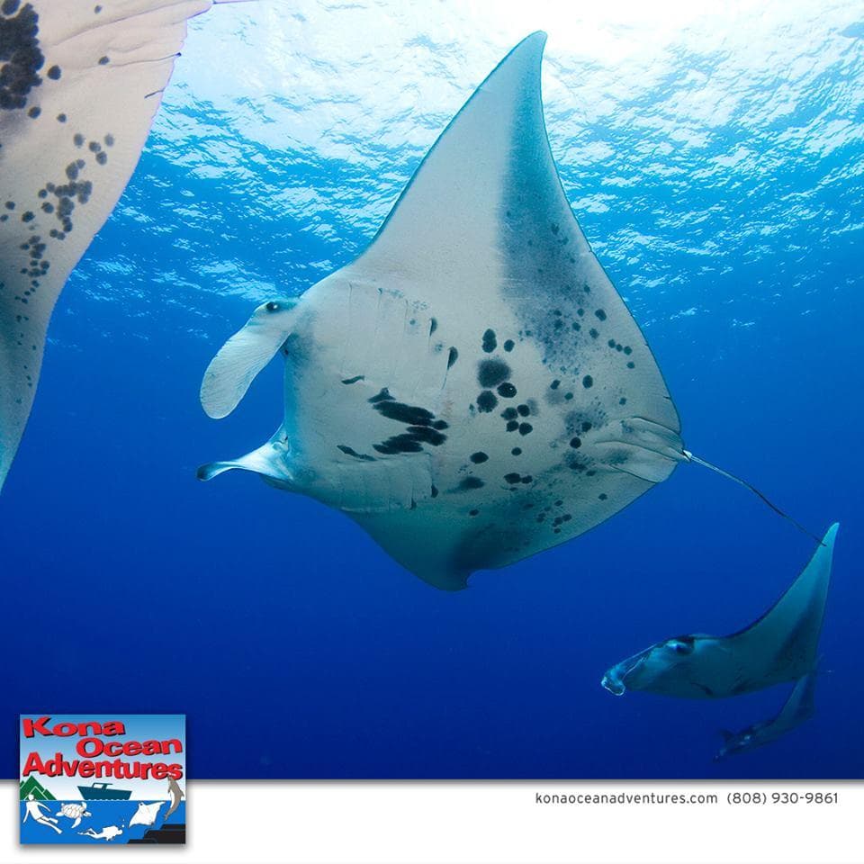 Morning 2-Tank Scuba Dive