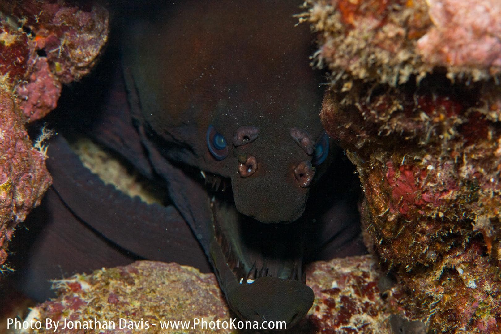 Advanced Local Two Tank Morning Charter