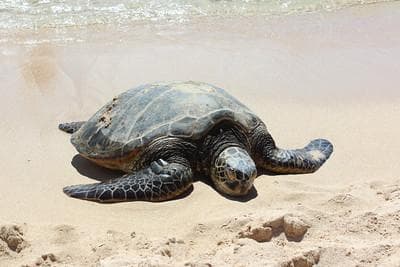 Northshore Circle Island Adventure