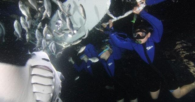 Majestic Manta Rays Snorkel/ 1-Tank Scuba Dive Adventure